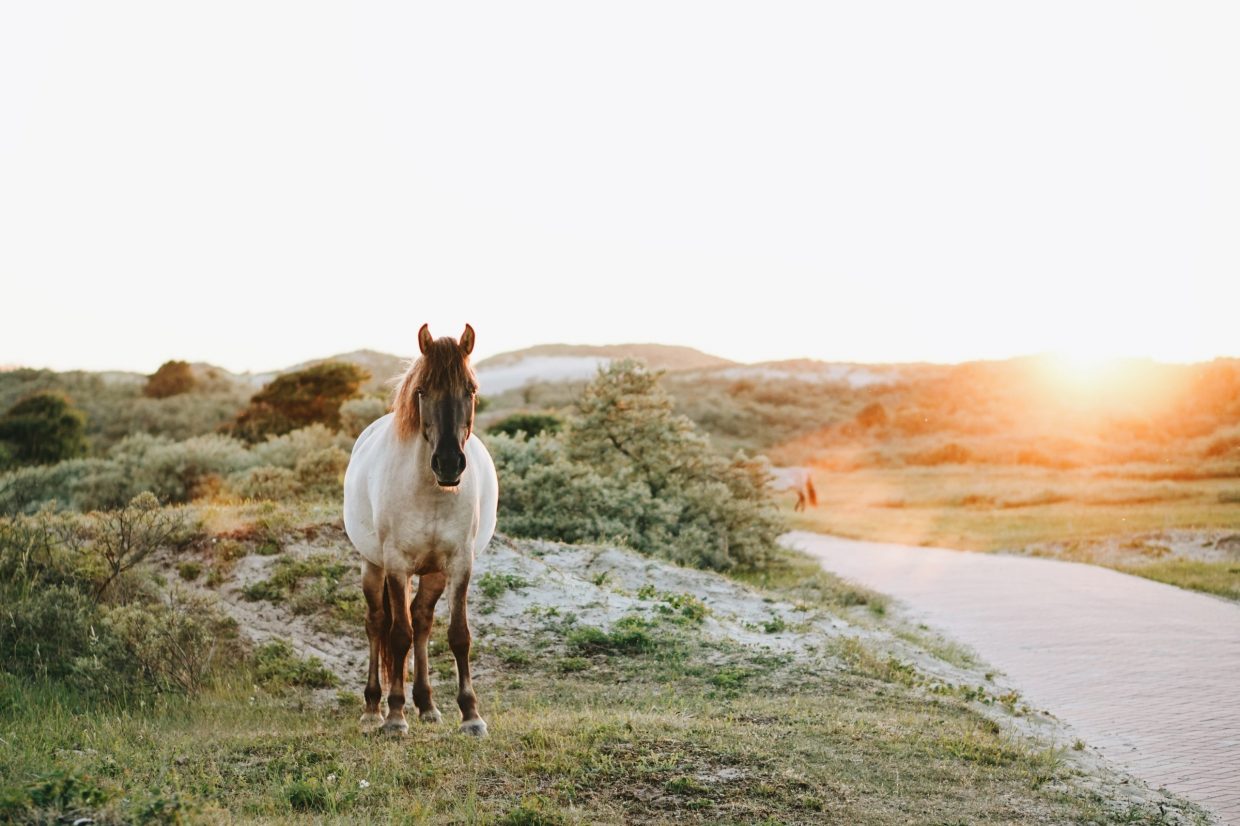 Horse riding Crete