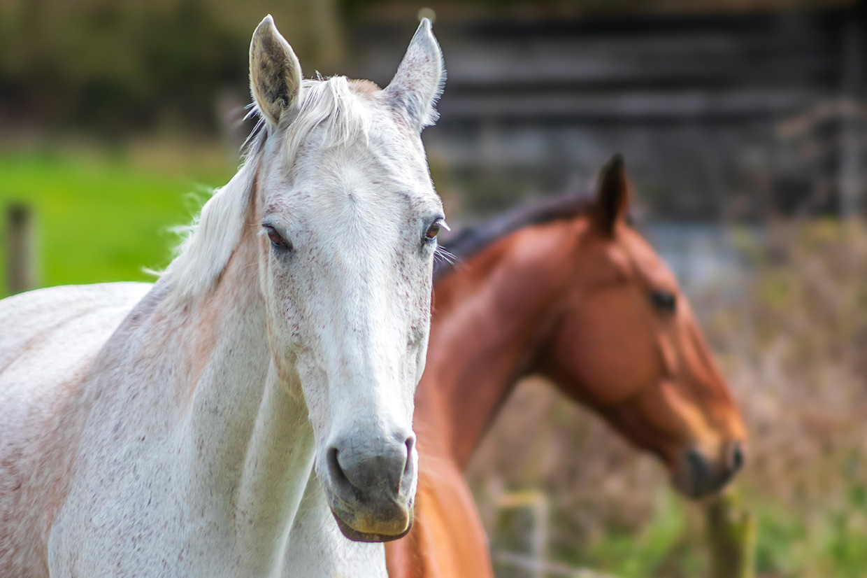 HORSE RIDING